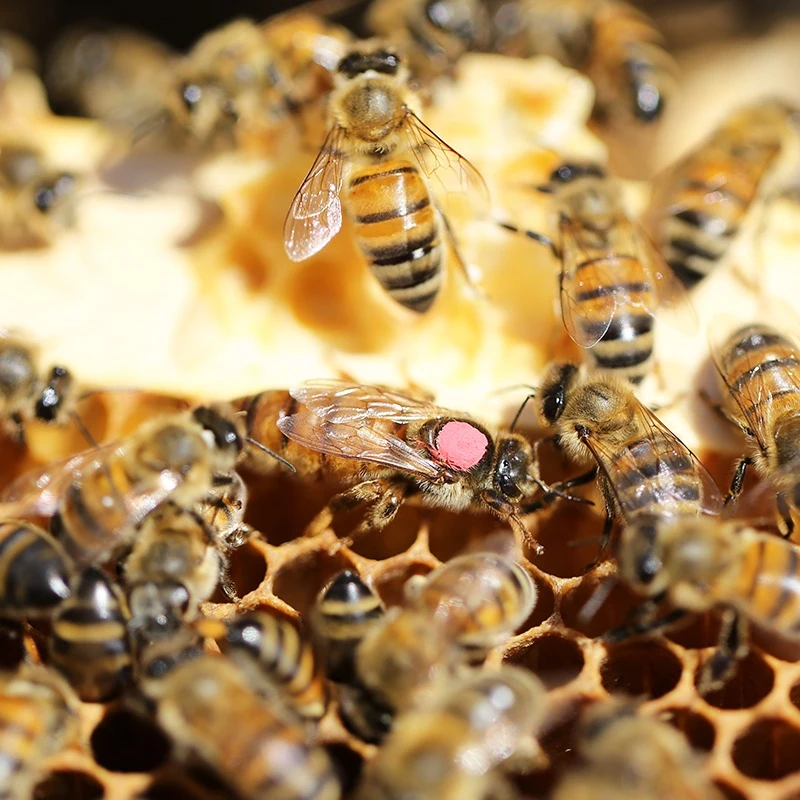 Cellules royales Buckfast