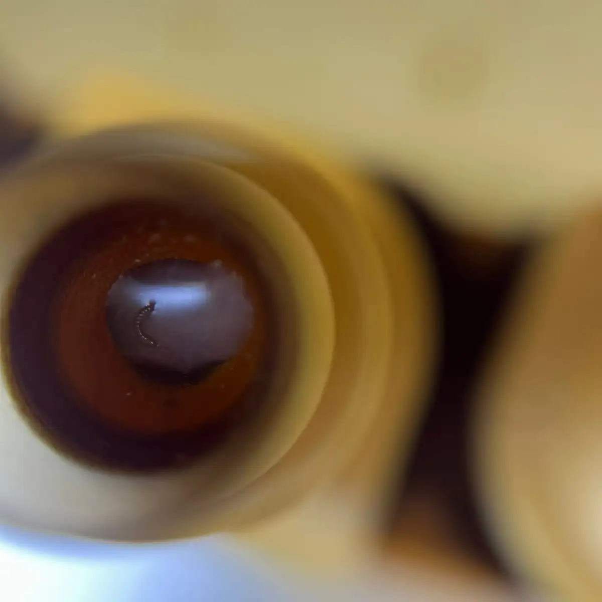 Cellules royales Buckfast 2026