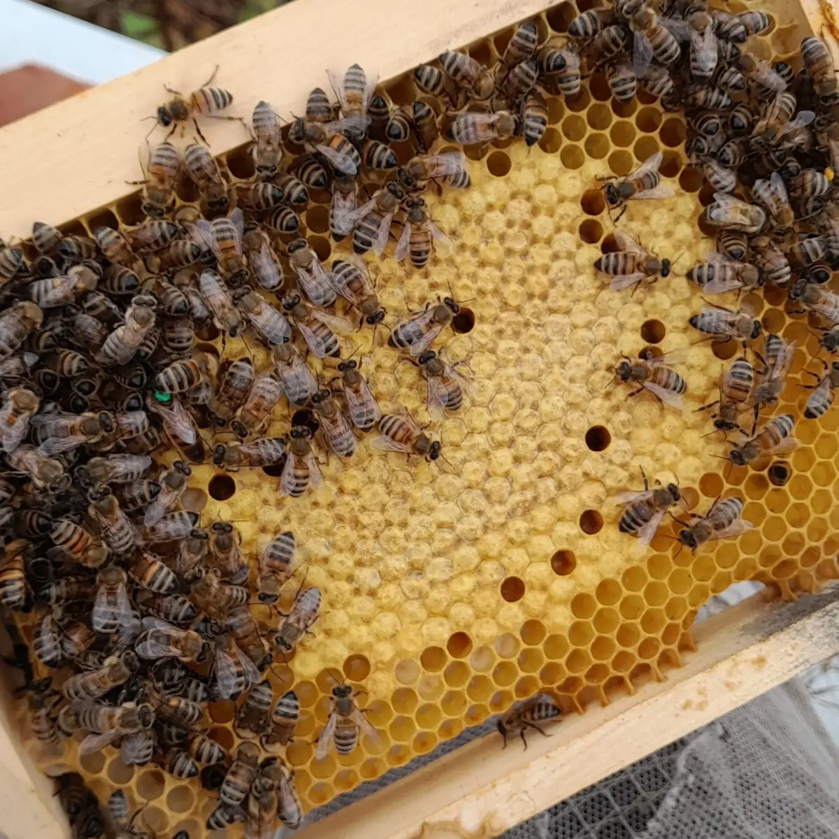 Reine fécondée 2026