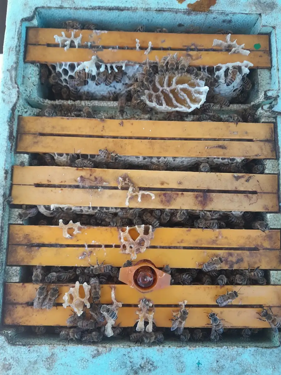 Reine fécondée 2026