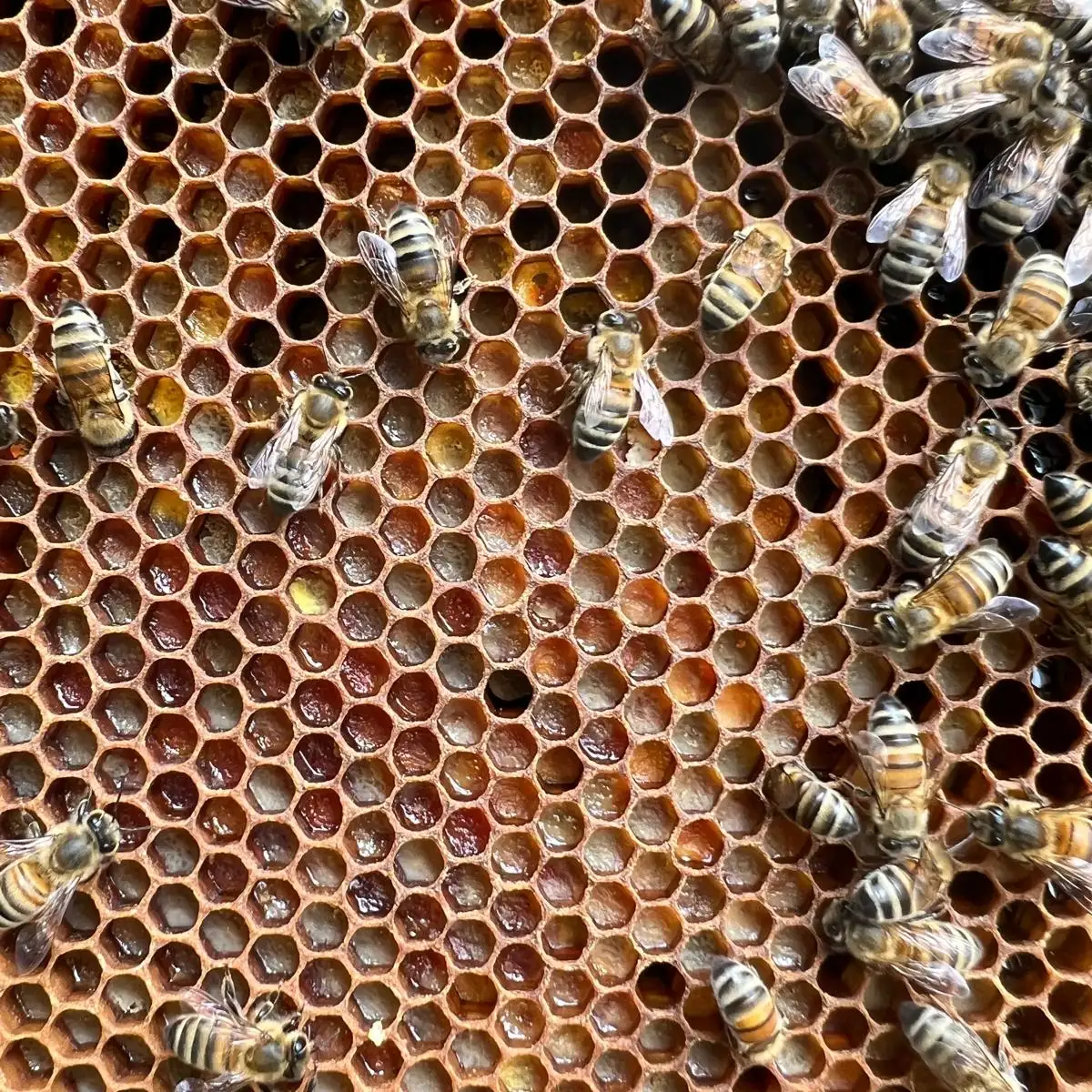 Reine fécondée 2026