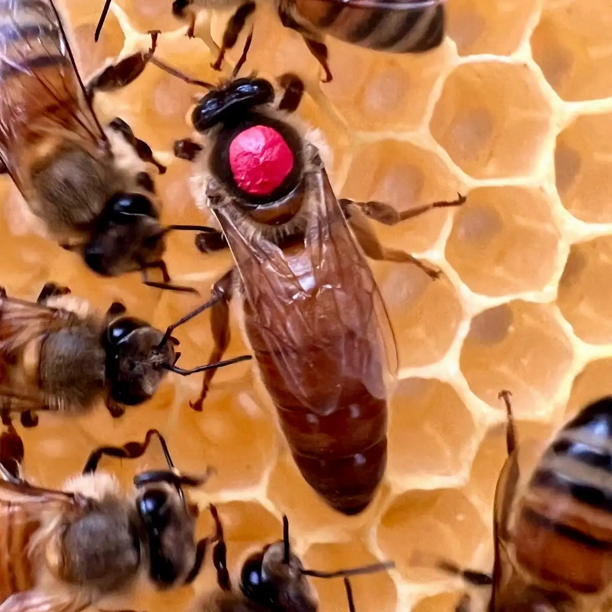 Reine fécondée 2026