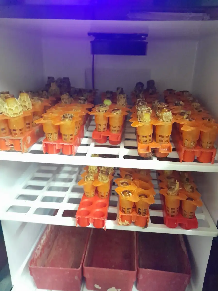 Cellules royales Buckfast 2026