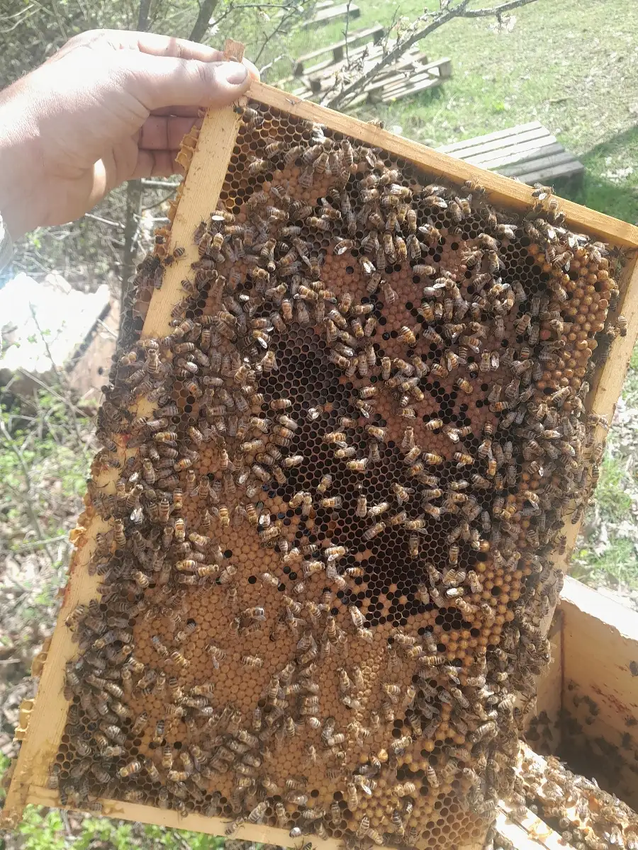 Essaim de saison 2026