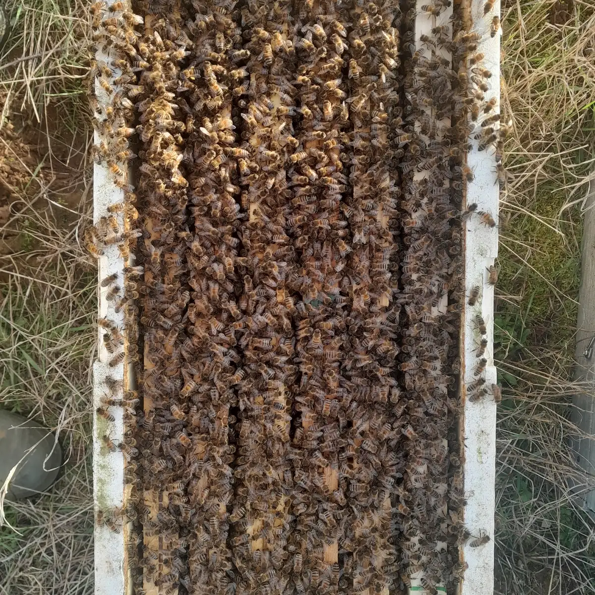 Essaim de saison 2026