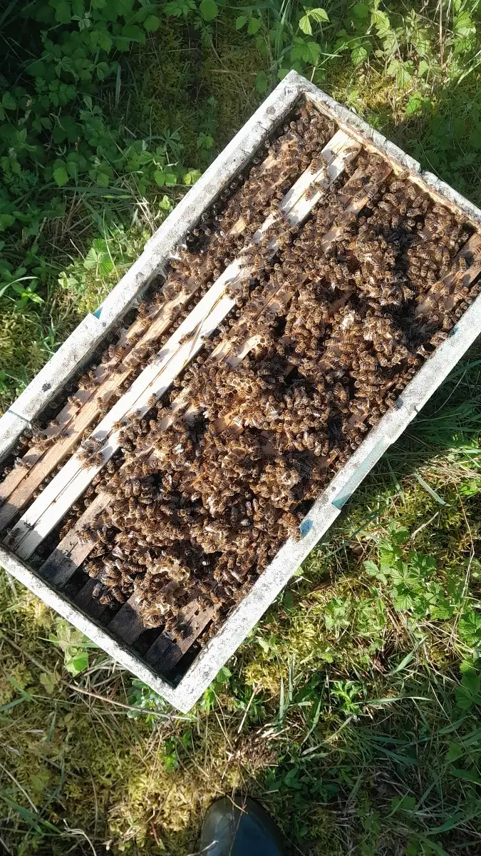 Essaim hiverné 2026 RUPTURE DE STOCK