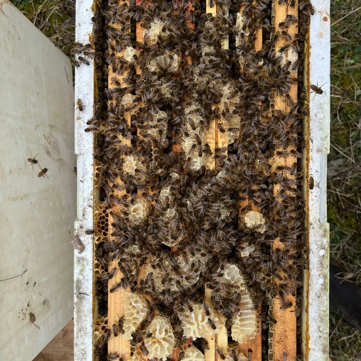 Essaim hiverné 2026 RUPTURE DE STOCK